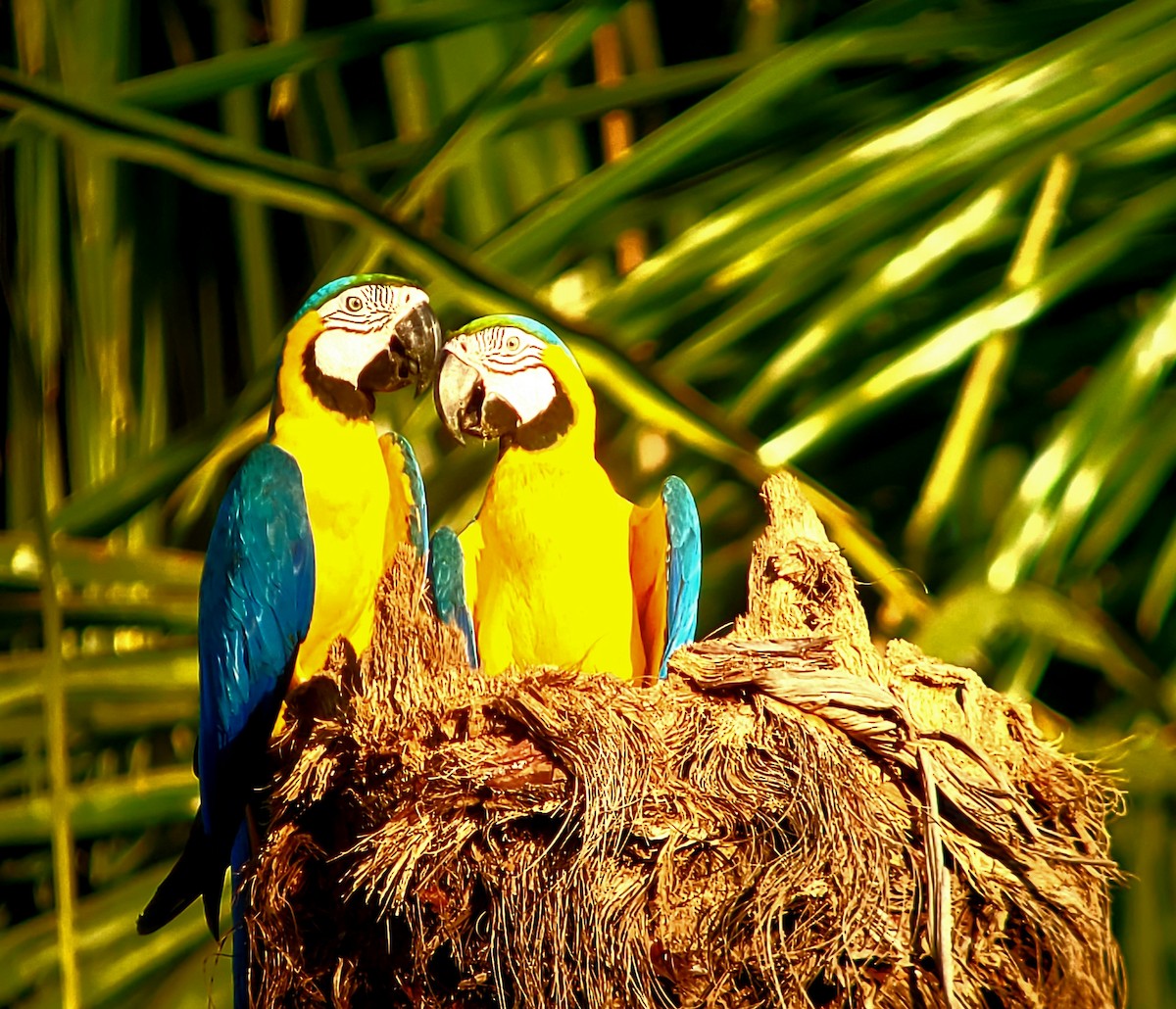 Blue-and-yellow Macaw - Donald Pendleton