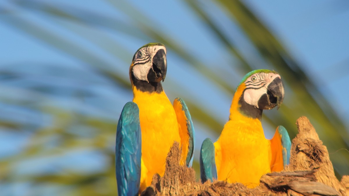 Blue-and-yellow Macaw - Donald Pendleton