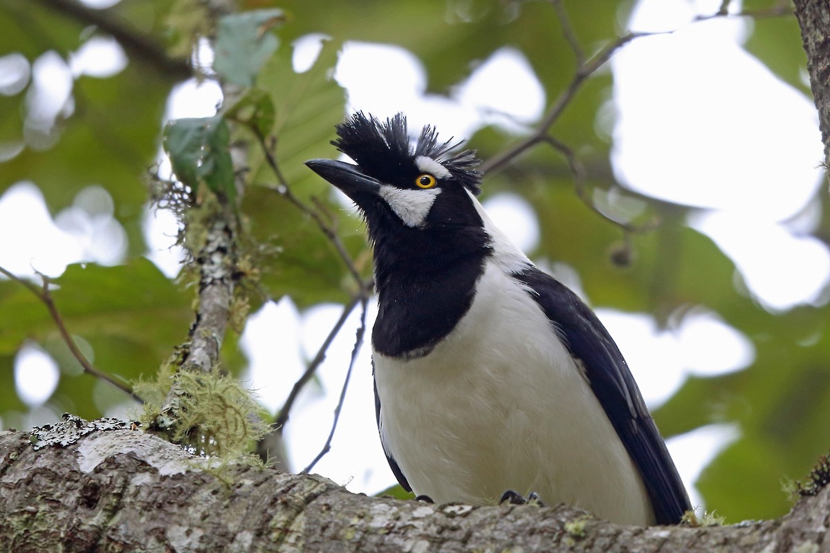 Tufted Jay - ML47059471