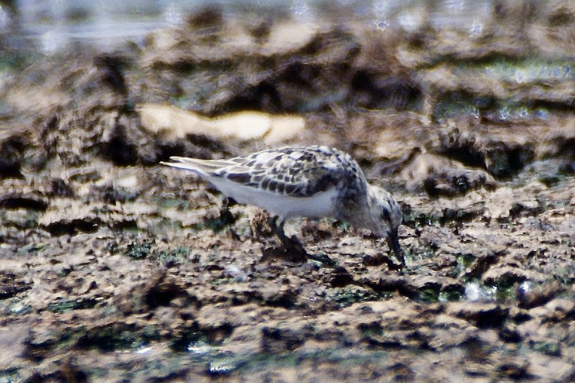 Bécasseau sanderling - ML470595401