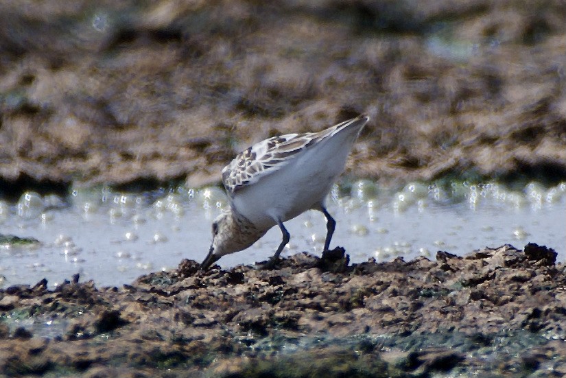 Bécasseau sanderling - ML470595441