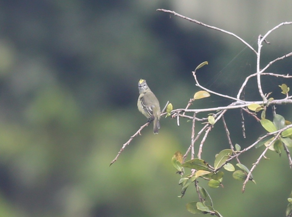 Yellow-crowned Tyrannulet - ML470595651