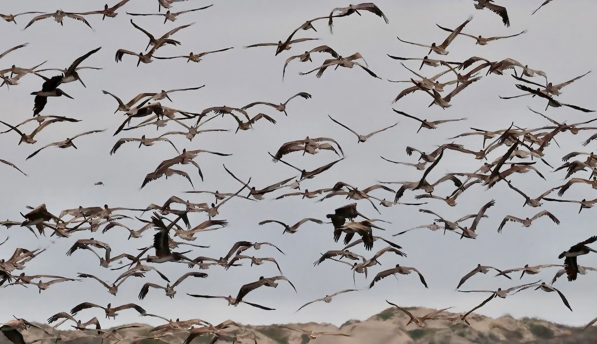 Brown Pelican - ML470597521