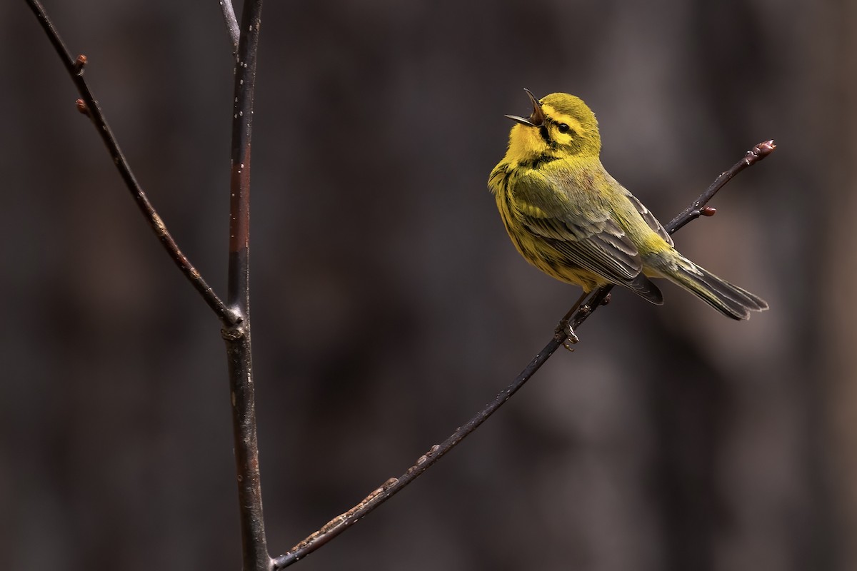 Prairie Warbler - ML470598211