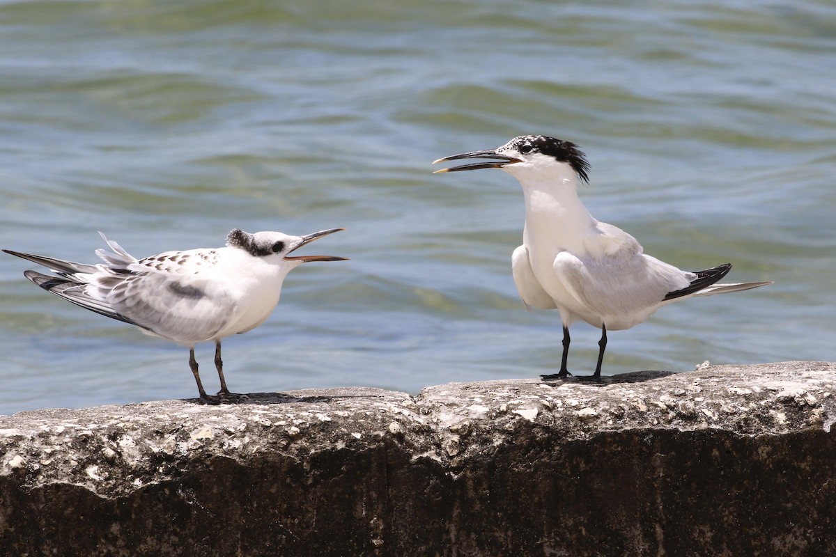 Sandwich Tern - ML470598591