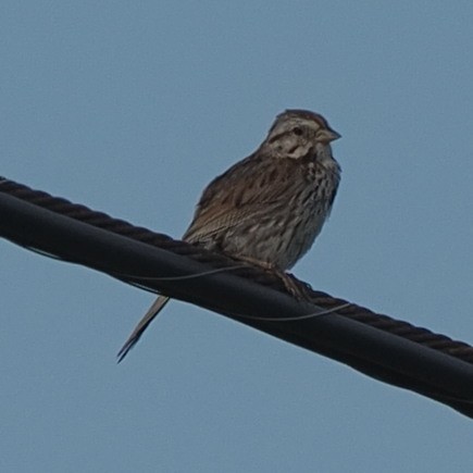 Song Sparrow - ML470599151