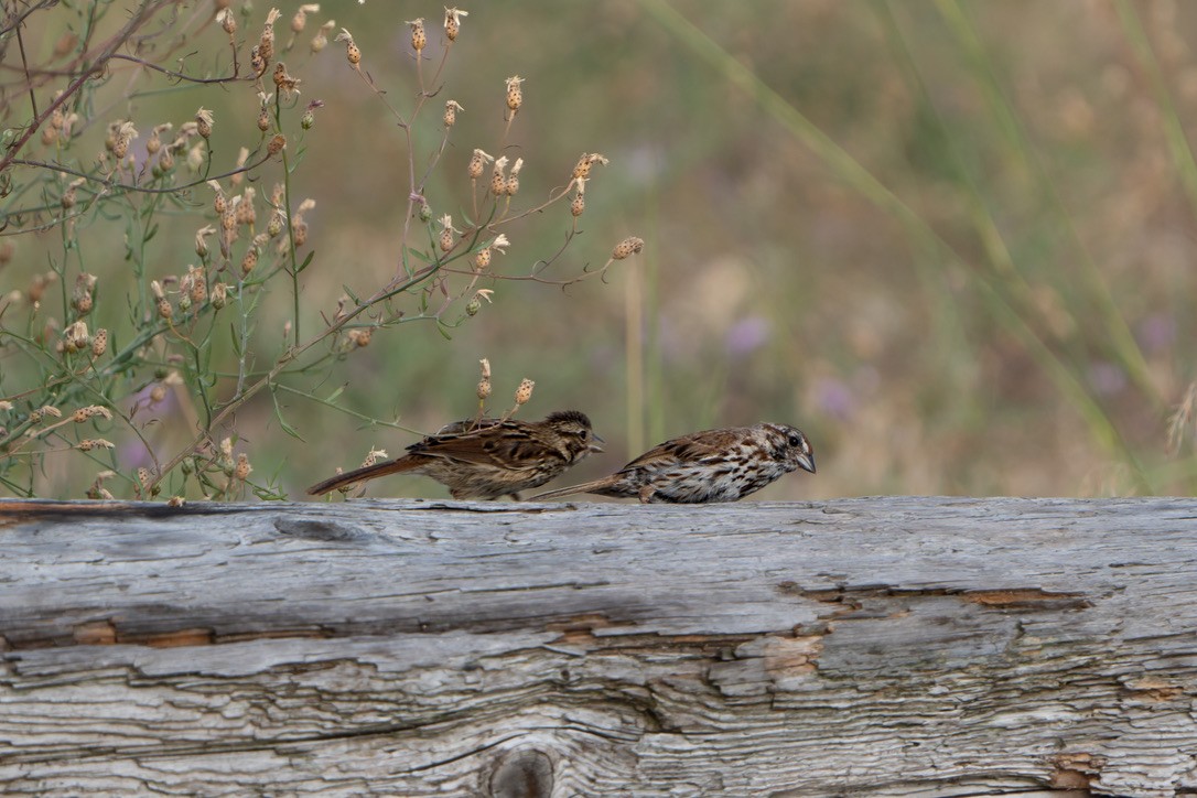 Song Sparrow - ML470601121