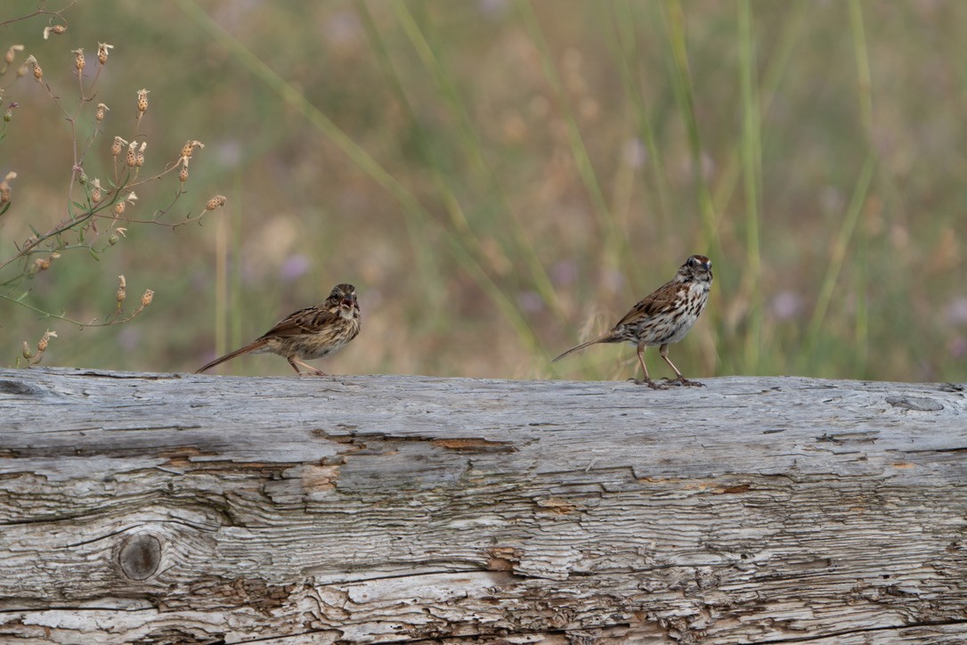 Song Sparrow - ML470601131