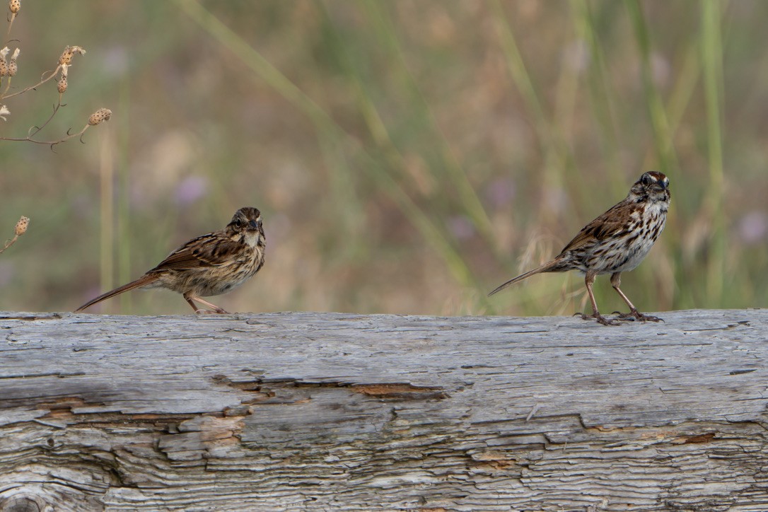 Song Sparrow - ML470601141