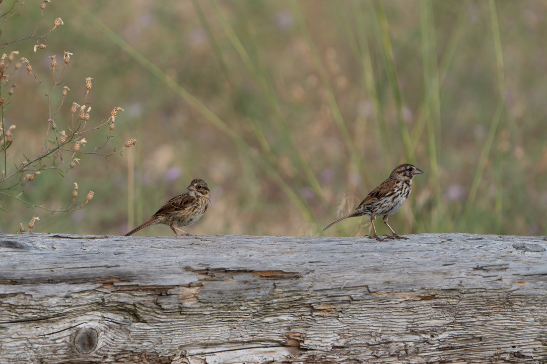 Song Sparrow - ML470601151