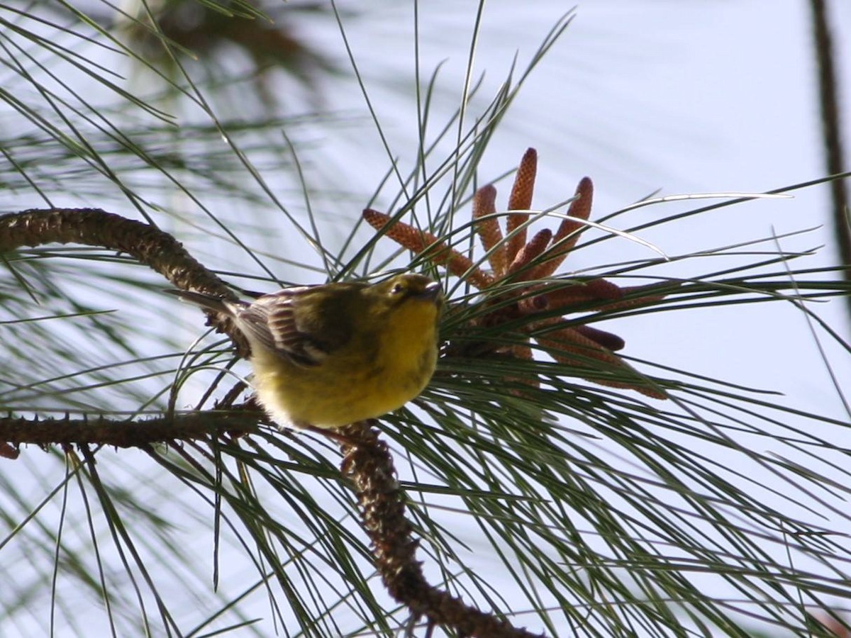 Pine Warbler - Mark Pethke