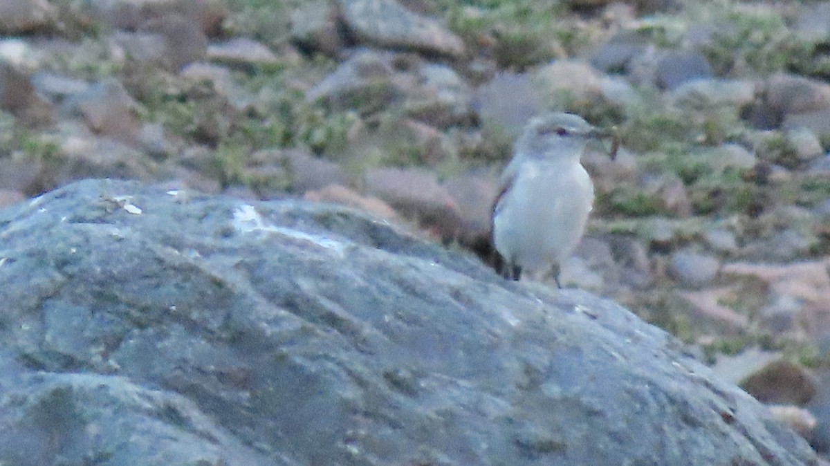 Rufous-naped Ground-Tyrant - ML470603921