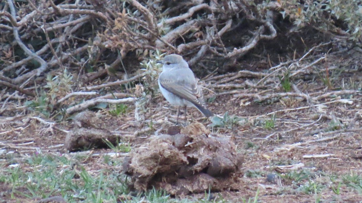 Rufous-naped Ground-Tyrant - ML470603931