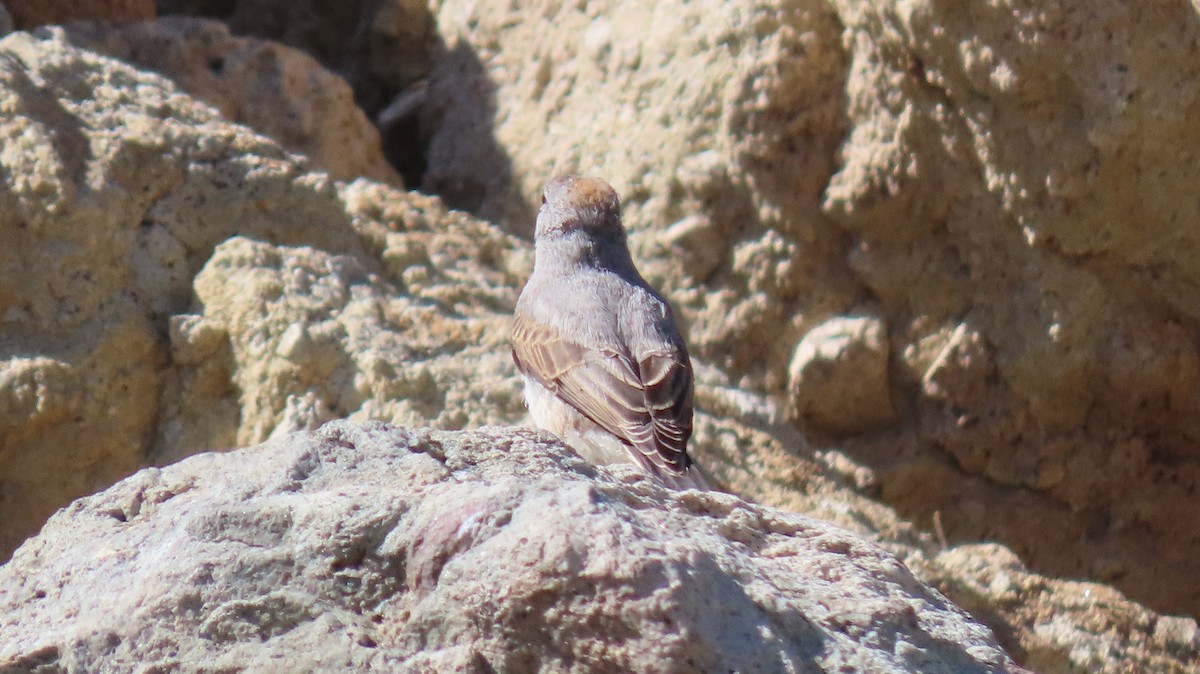 Rufous-naped Ground-Tyrant - Nelson Contardo