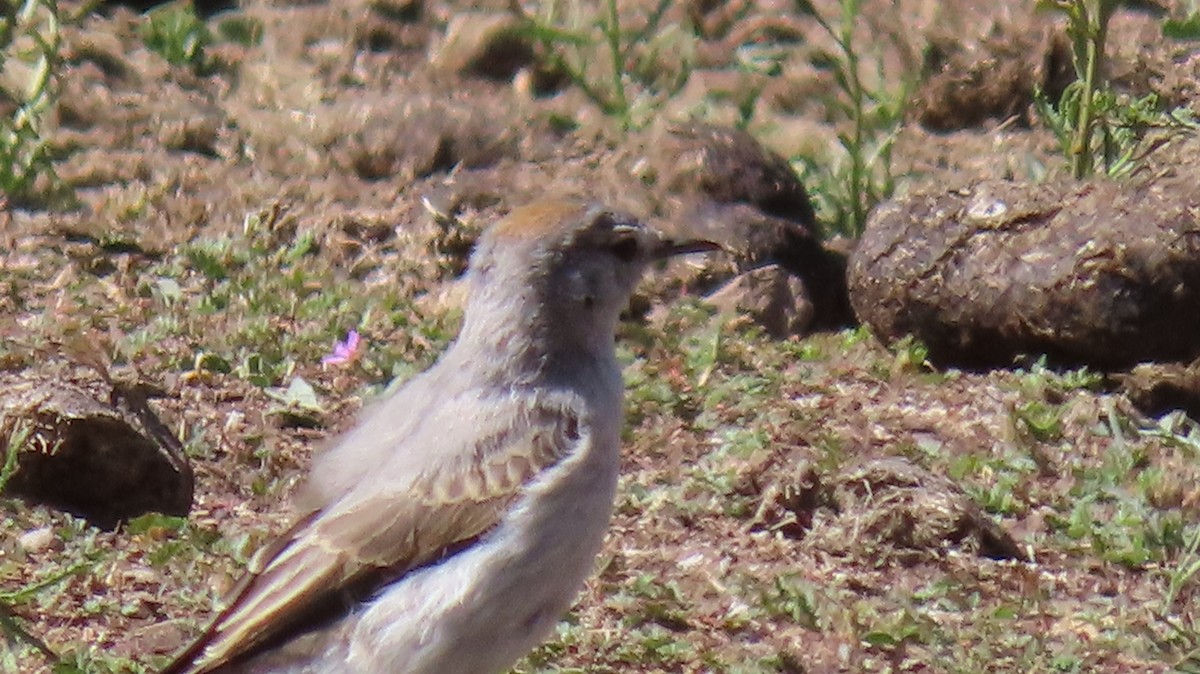 Rufous-naped Ground-Tyrant - ML470603961