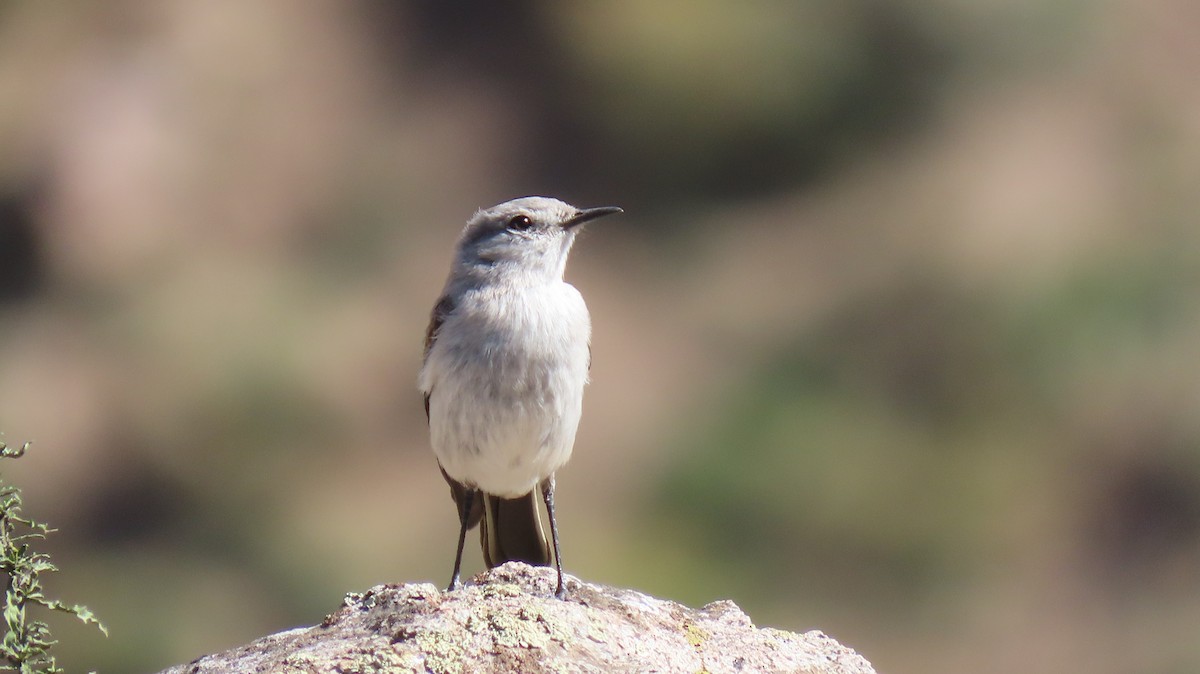 Rufous-naped Ground-Tyrant - Nelson Contardo