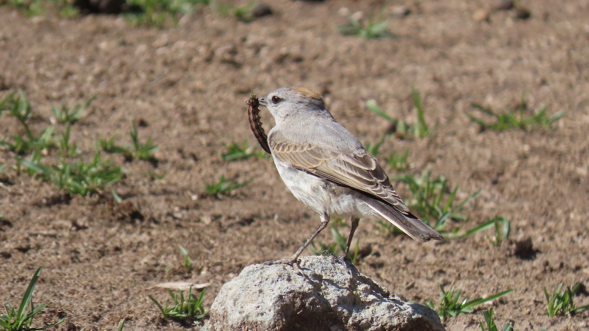 Rufous-naped Ground-Tyrant - Nelson Contardo