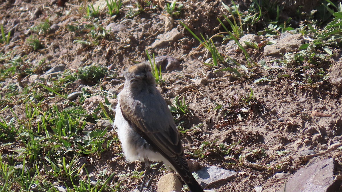 Rufous-naped Ground-Tyrant - ML470604691