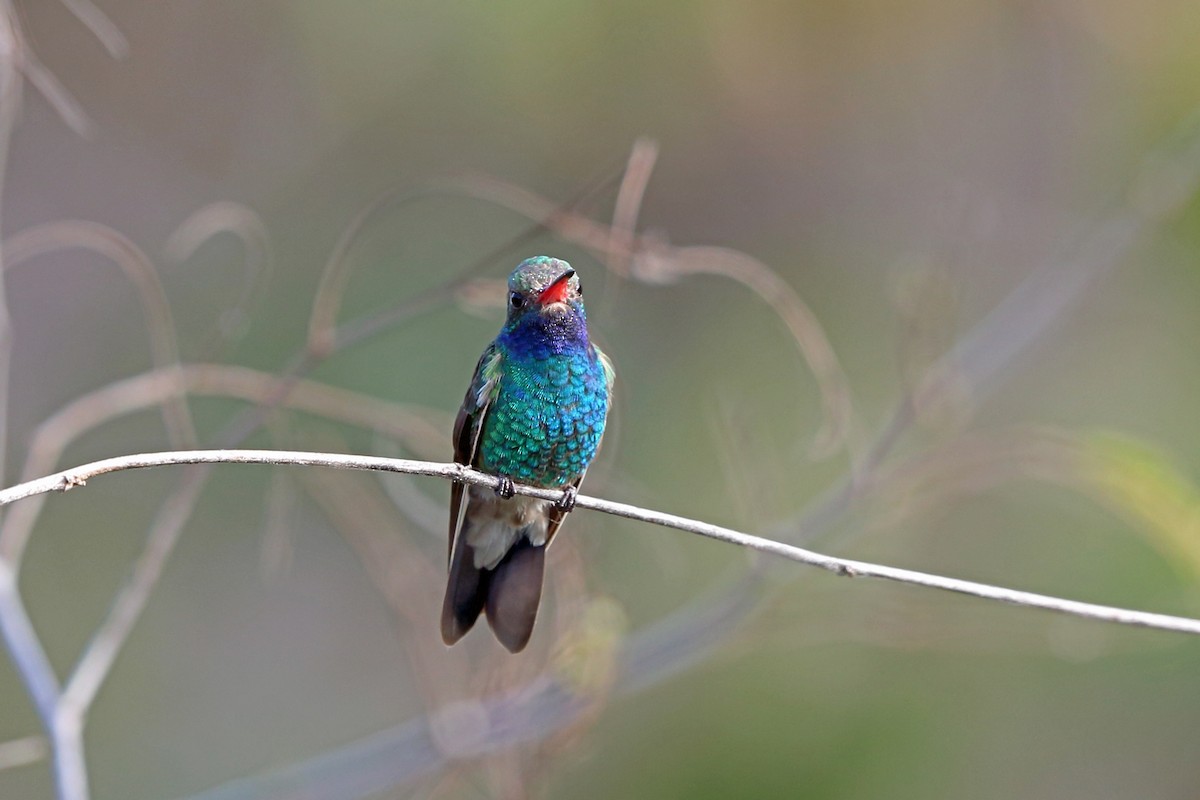 Colibrí Piquiancho Común - ML47060491