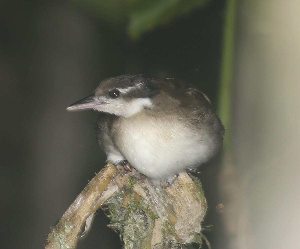 Sungrebe - ML470605021