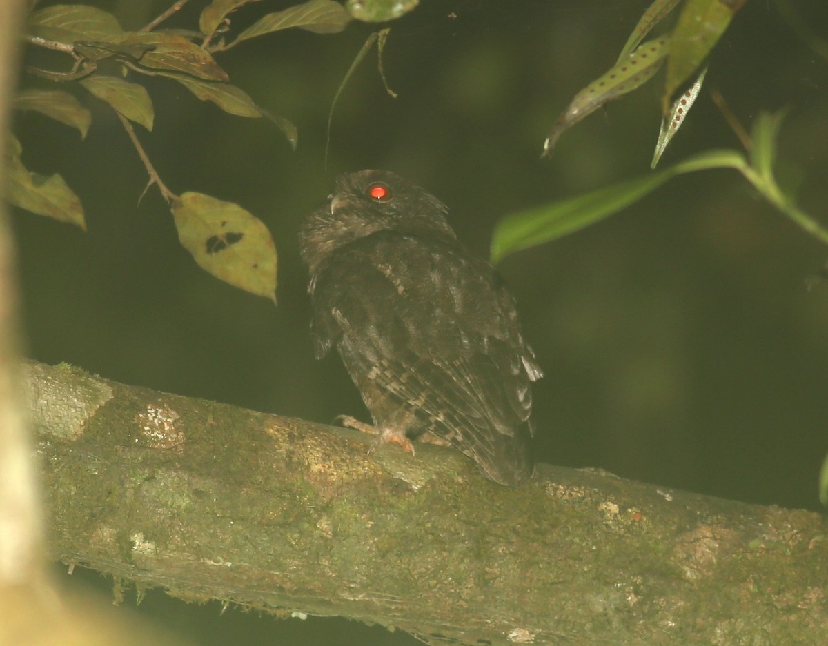 Tawny-bellied Screech-Owl - Paul Bourdin