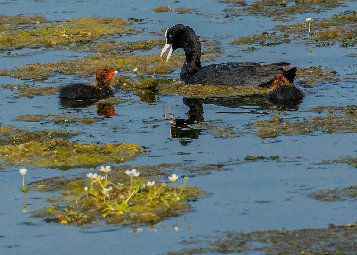 Eurasian Coot - ML470605541