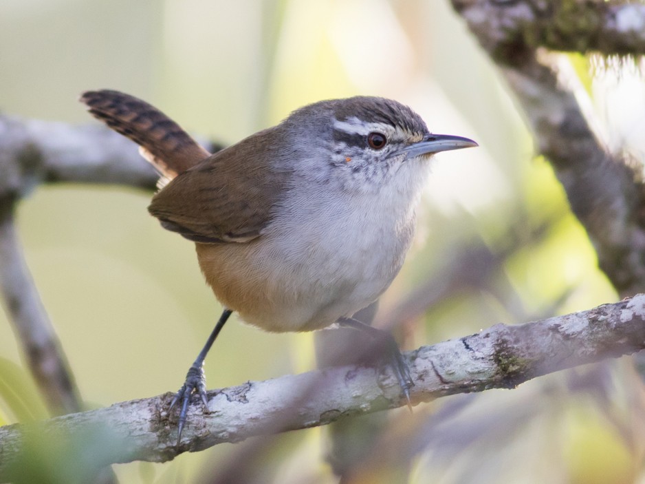 Isthmian Wren