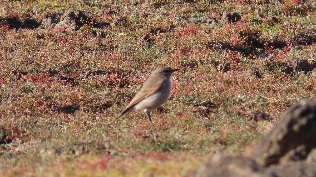 Spot-billed Ground-Tyrant - ML470606031