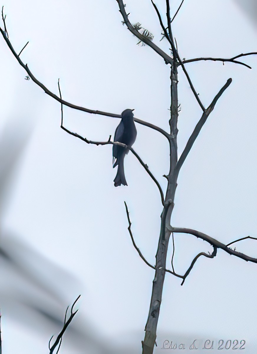 Cuclillo Drongo Moluqueño - ML470607831