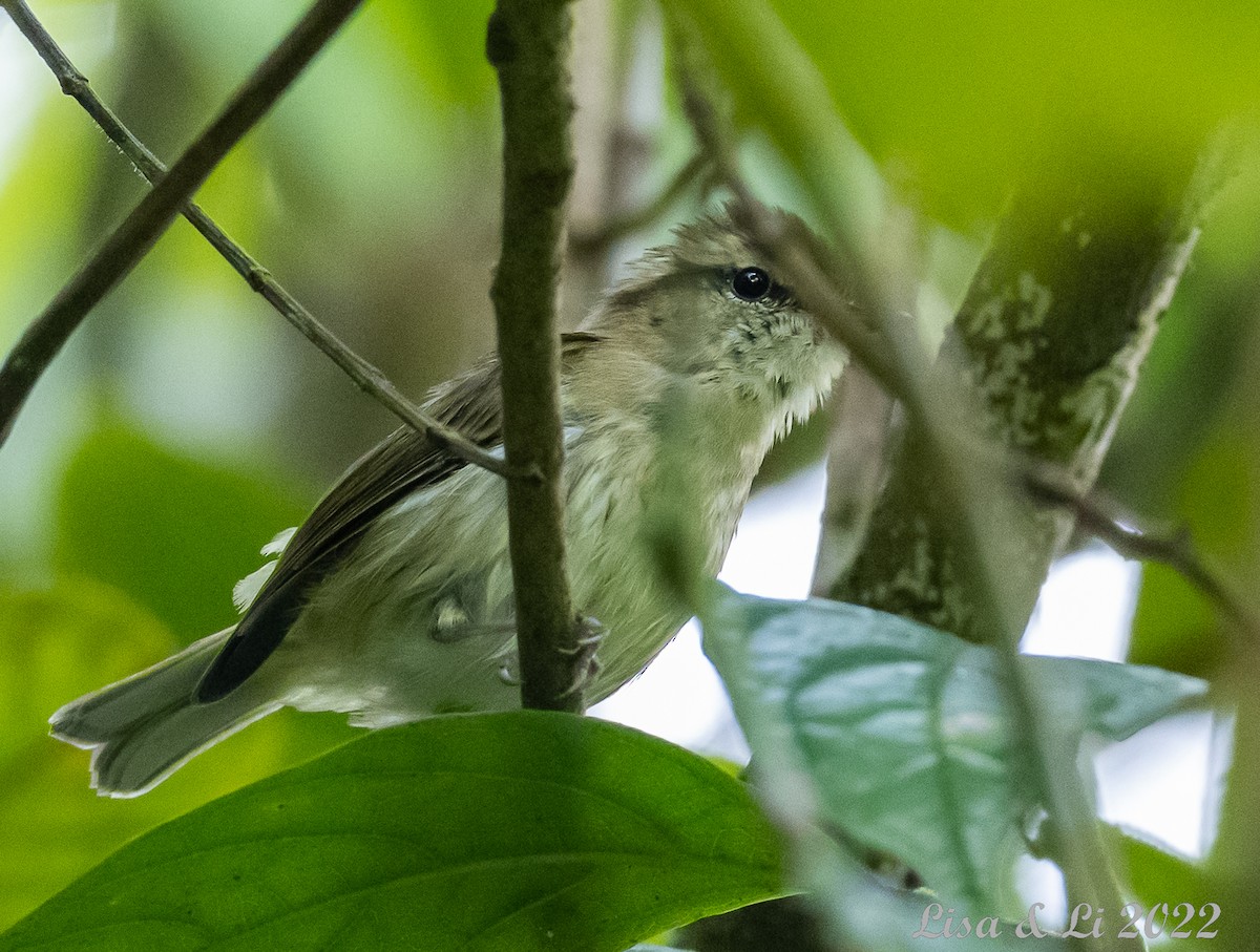 Lompobattang Leaf Warbler - ML470608271