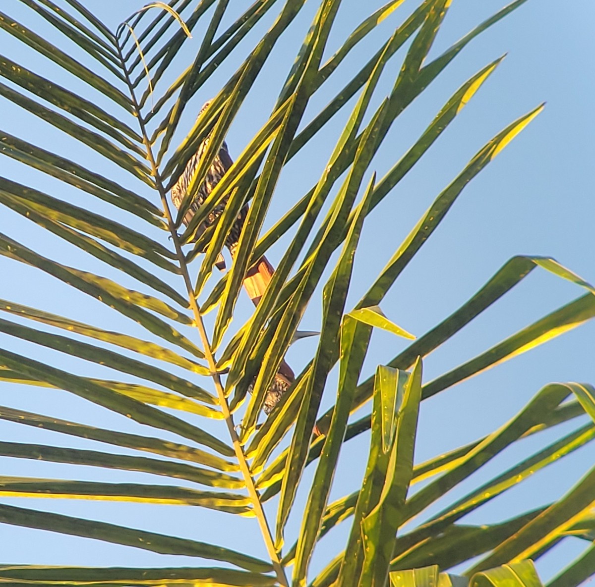 Berlepschia des palmiers - ML470608721