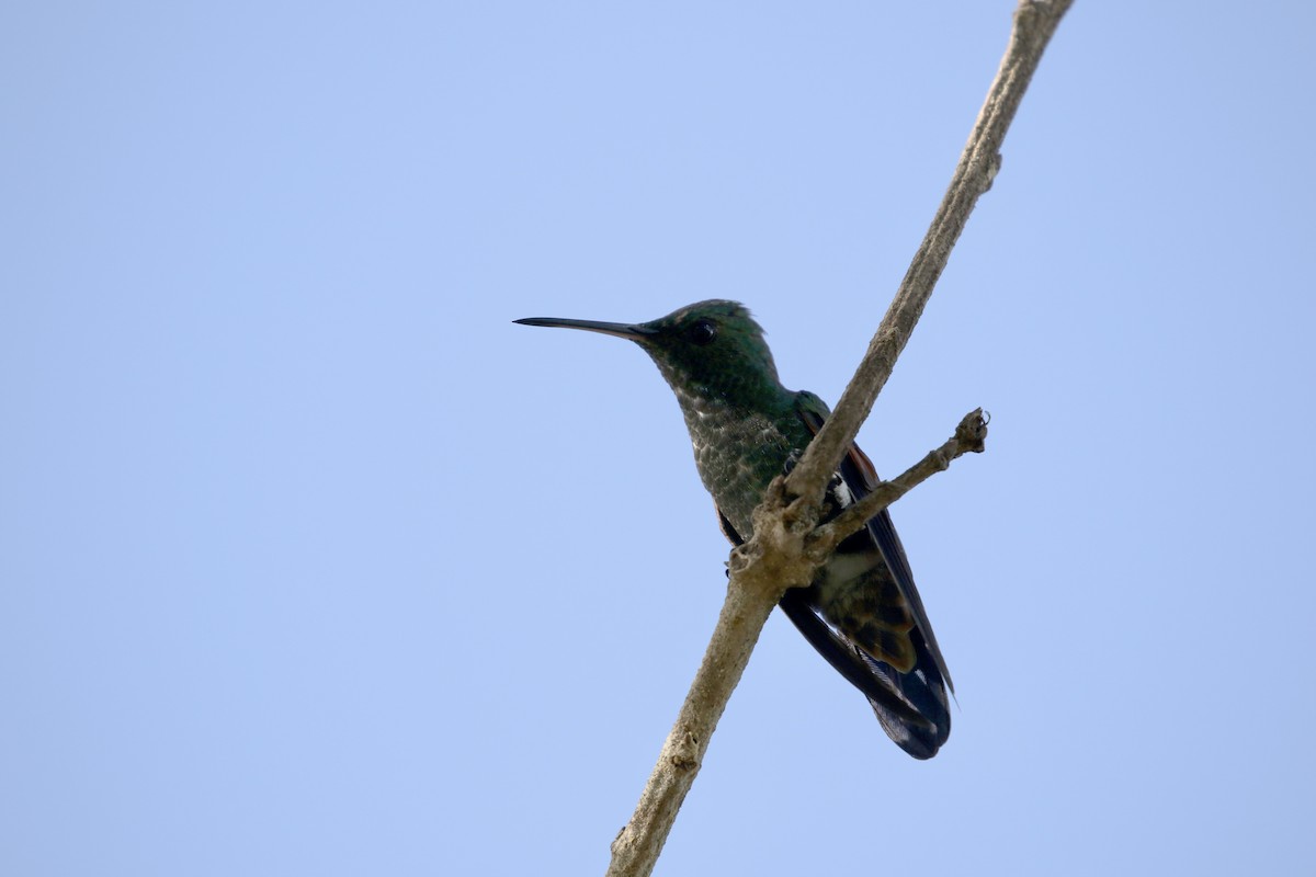 Blue-tailed Hummingbird - ML470609011