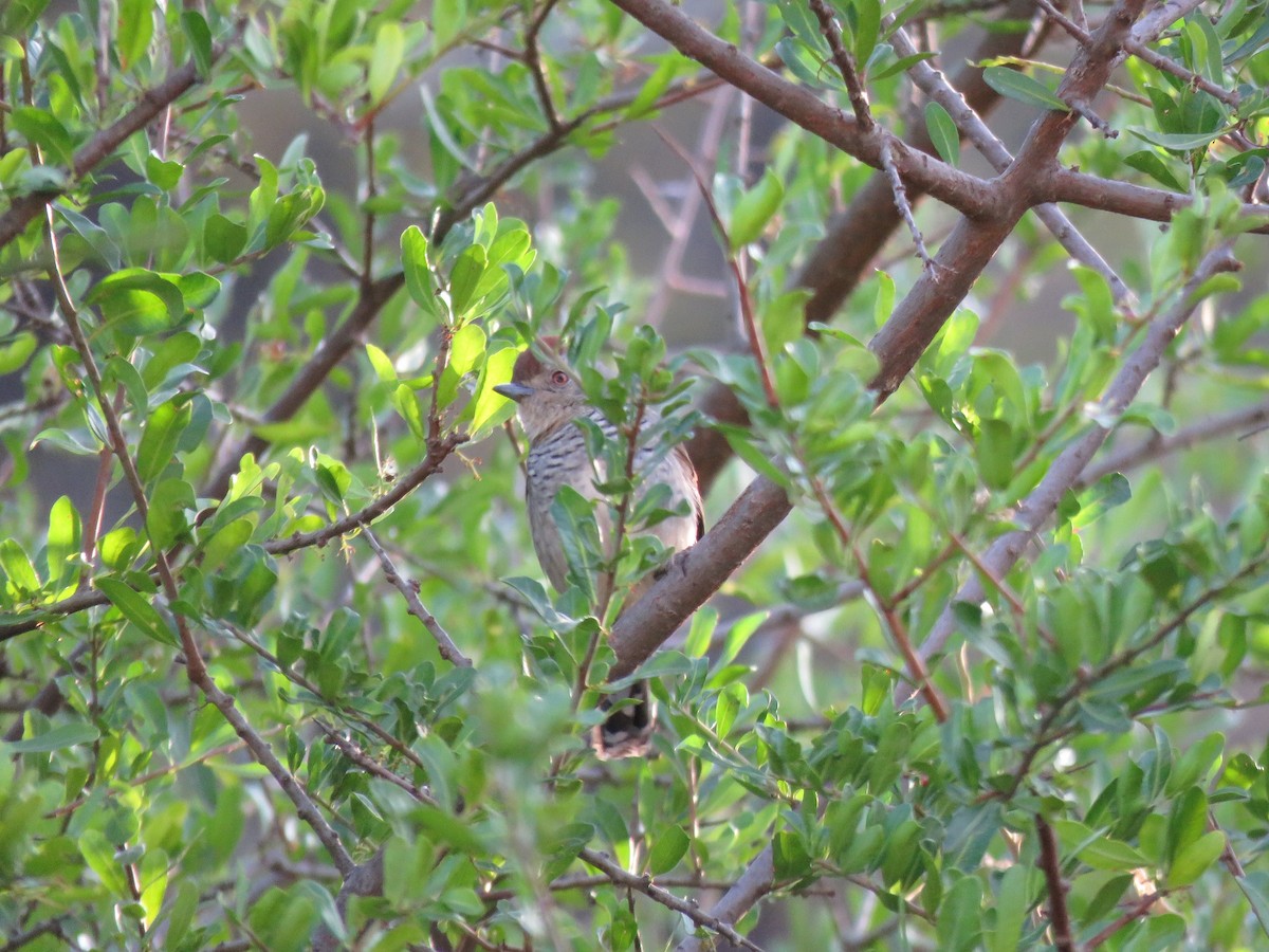 Rufous-capped Antshrike - ML470609121