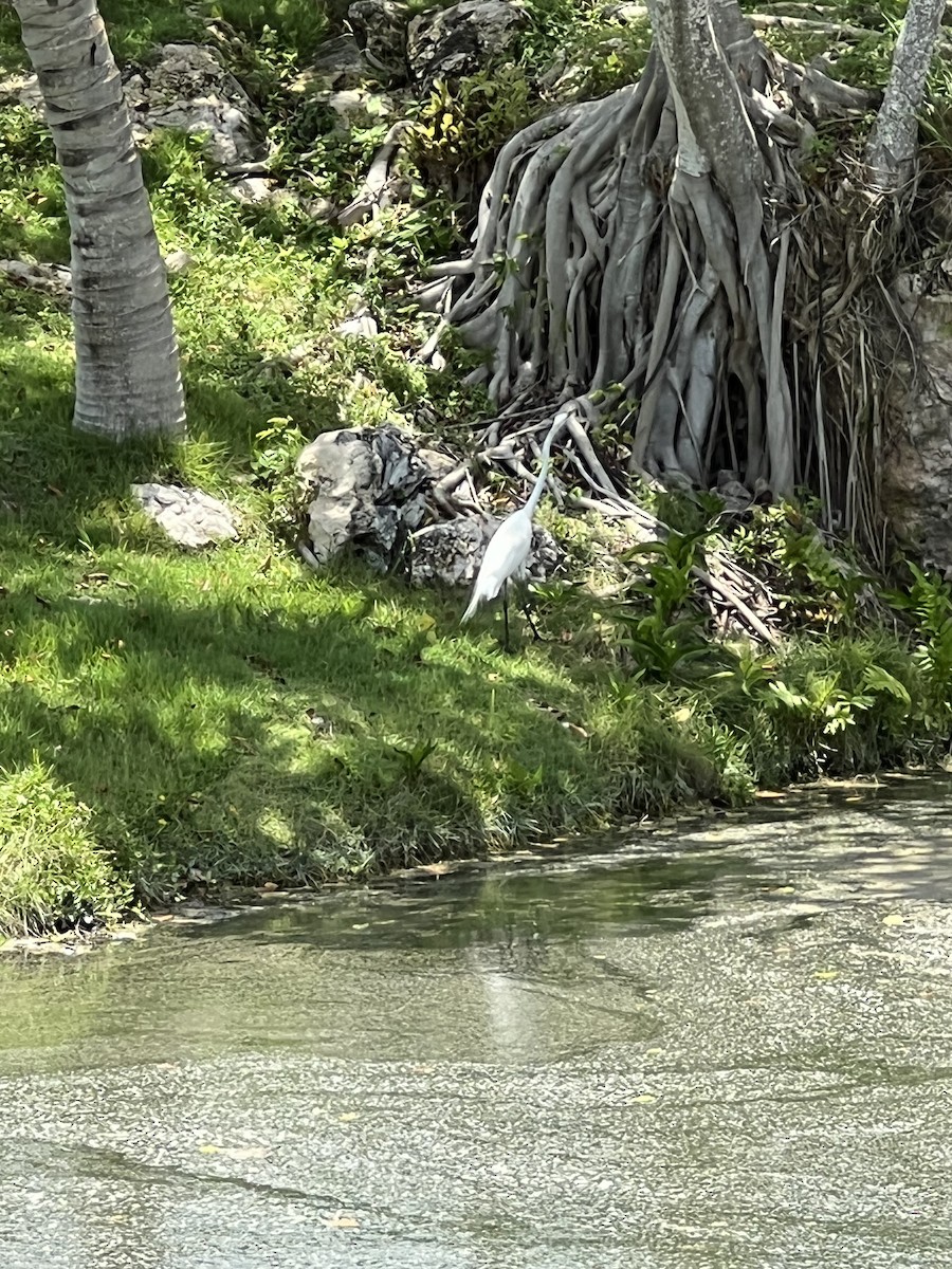 Great Egret - ML470610031