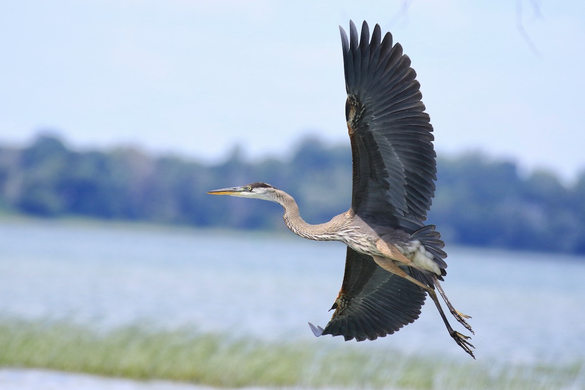 Great Blue Heron - Denis Tétreault