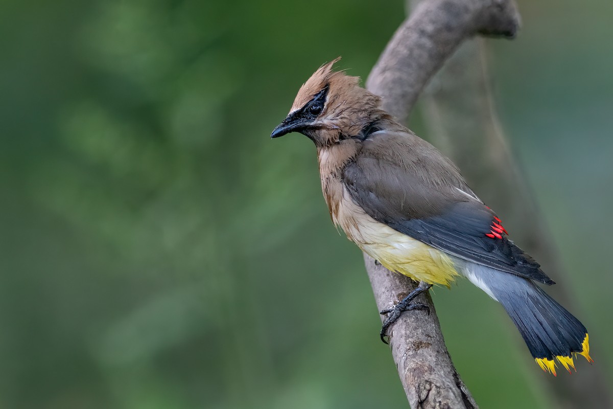 Cedar Waxwing - ML470615051