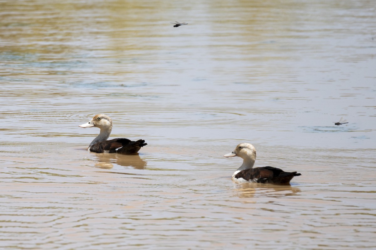 Radjah Shelduck - ML470615131