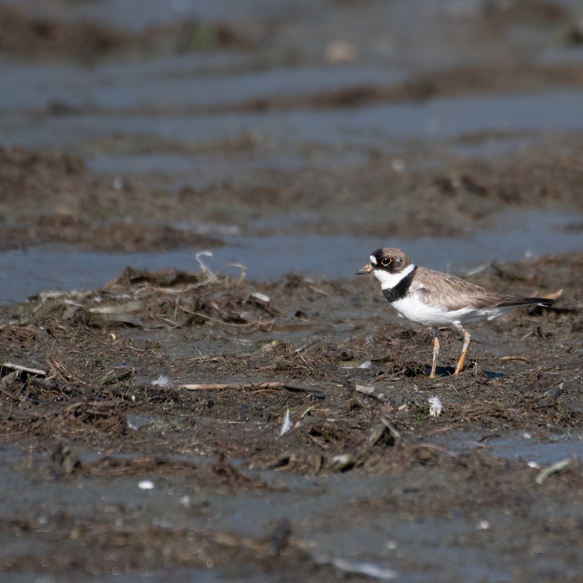 Semipalmated Plover - ML470615871