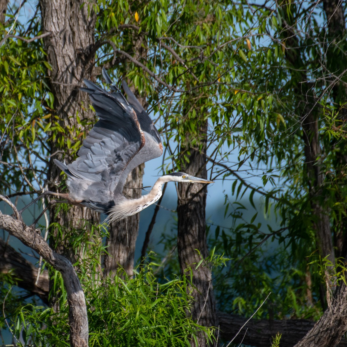 Garza Azulada - ML470616581