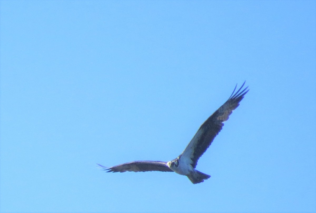 Águila Pescadora - ML470616851
