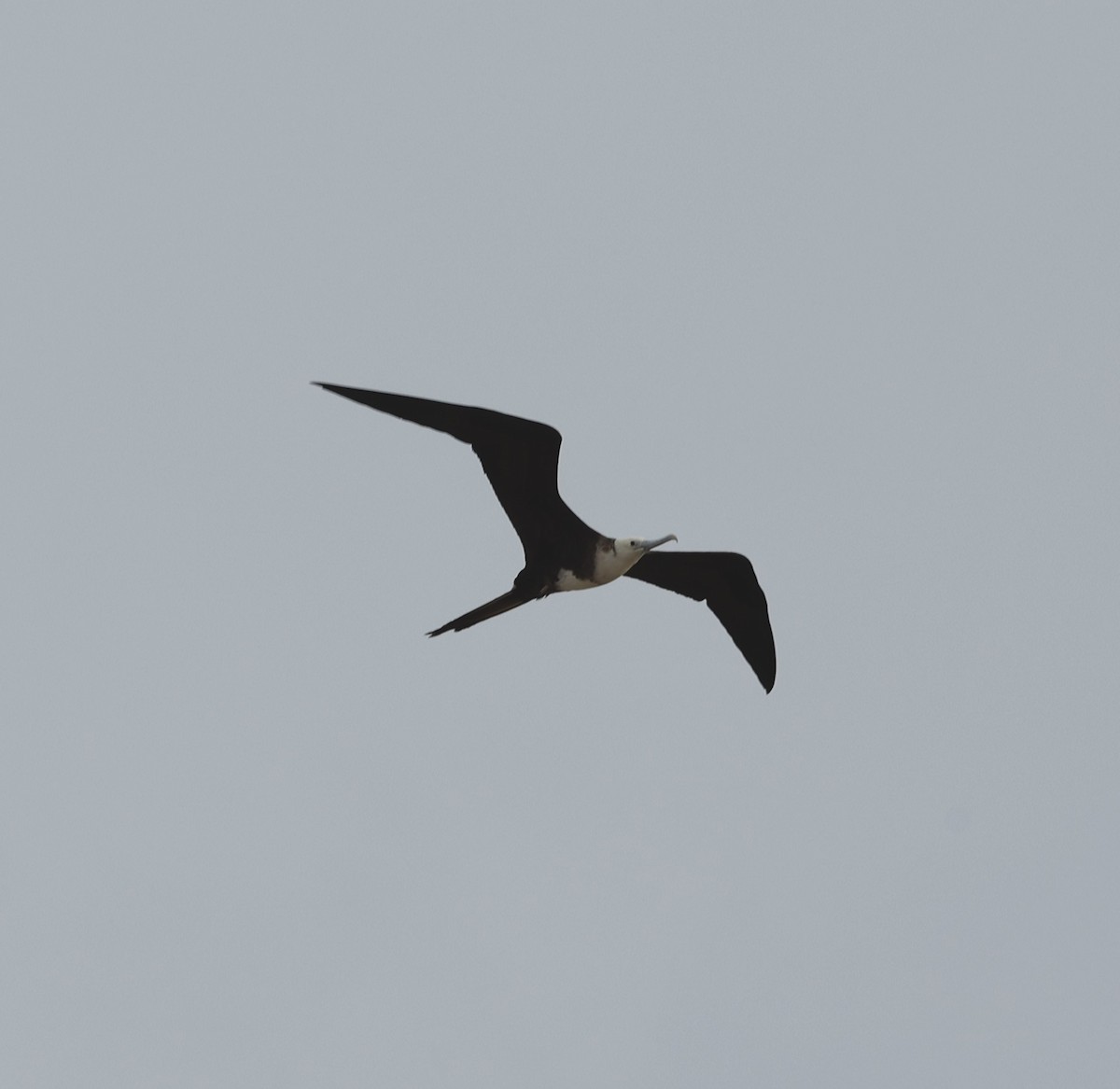 Magnificent Frigatebird - ML470617301