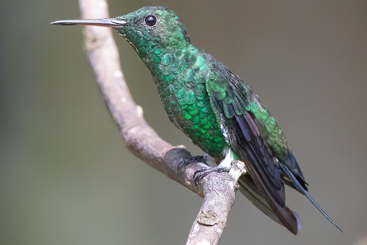 Western Emerald - Steve Kelling