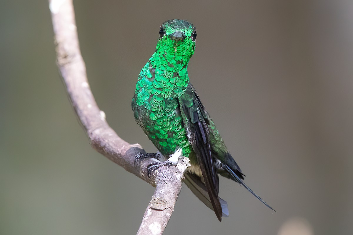 Western Emerald - Steve Kelling