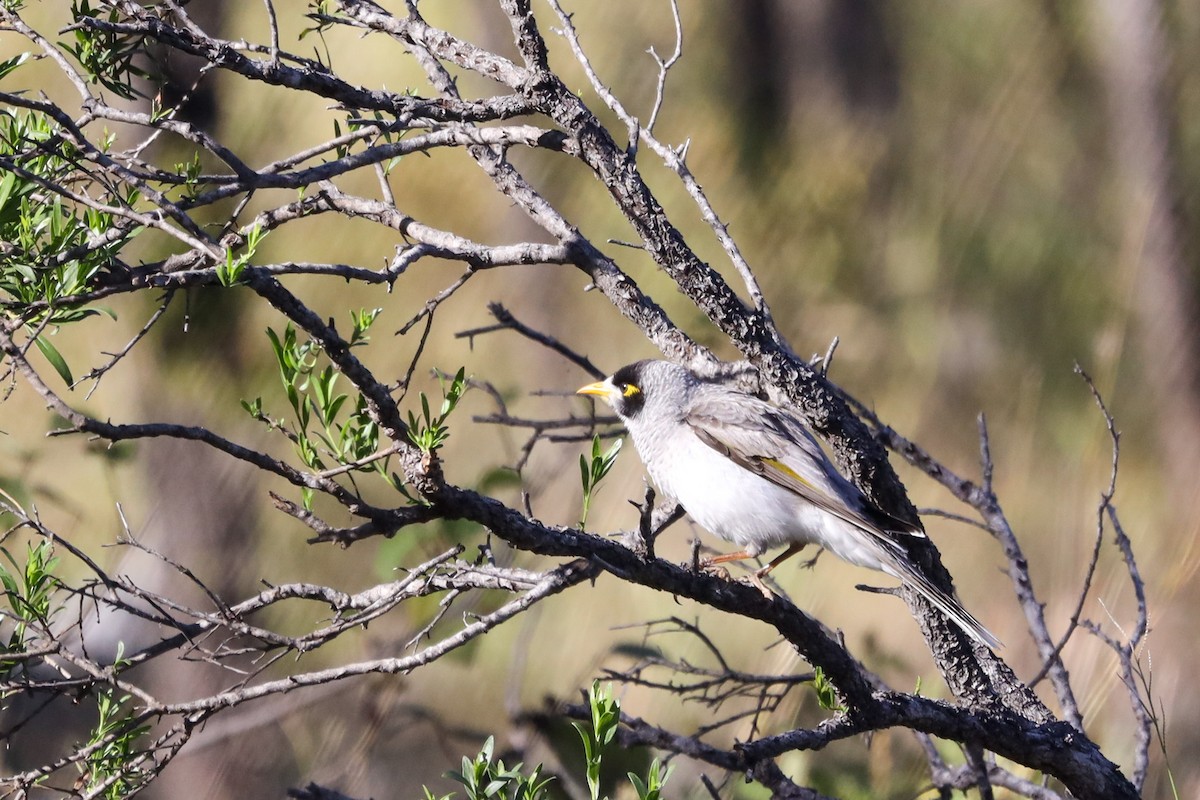 Noisy Miner - ML470619591