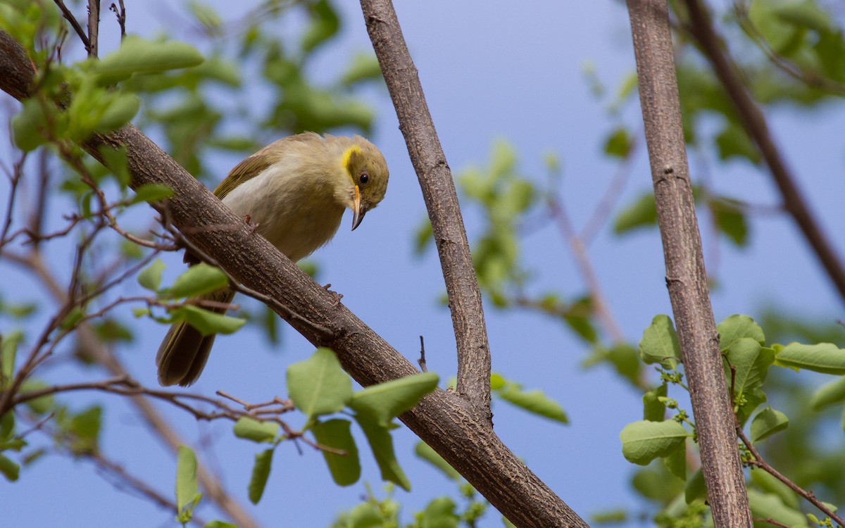 Gray-fronted Honeyeater - ML47062031