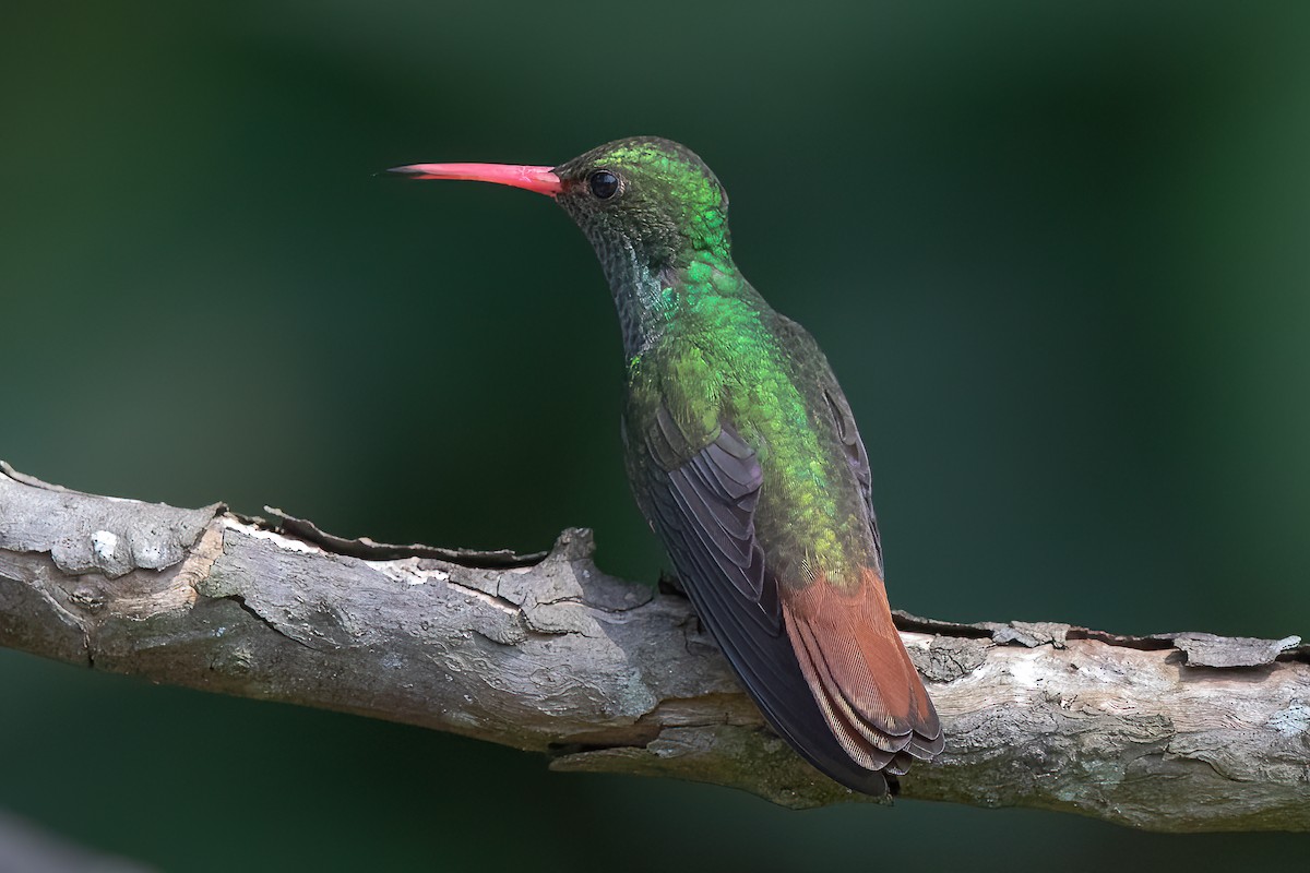 Rufous-tailed Hummingbird - Steve Kelling