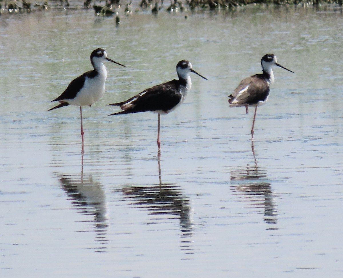Black-necked Stilt - ML470621201