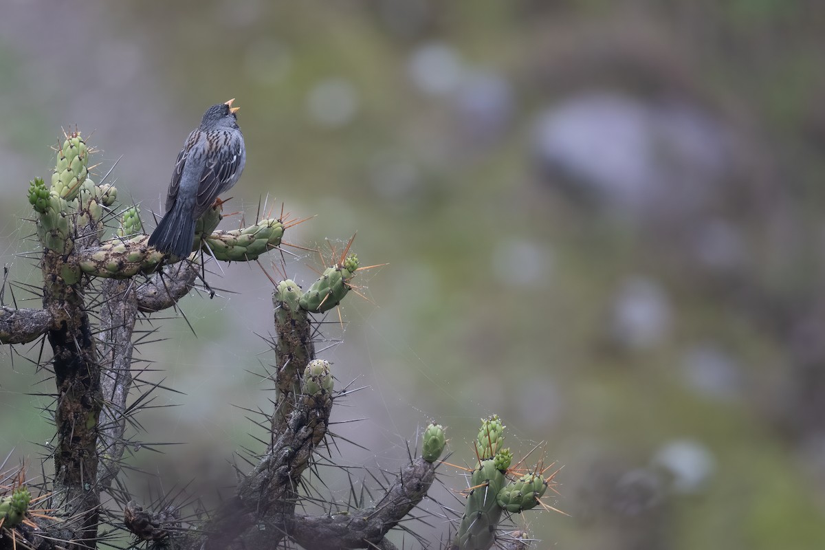 Mourning Sierra Finch - ML470621821