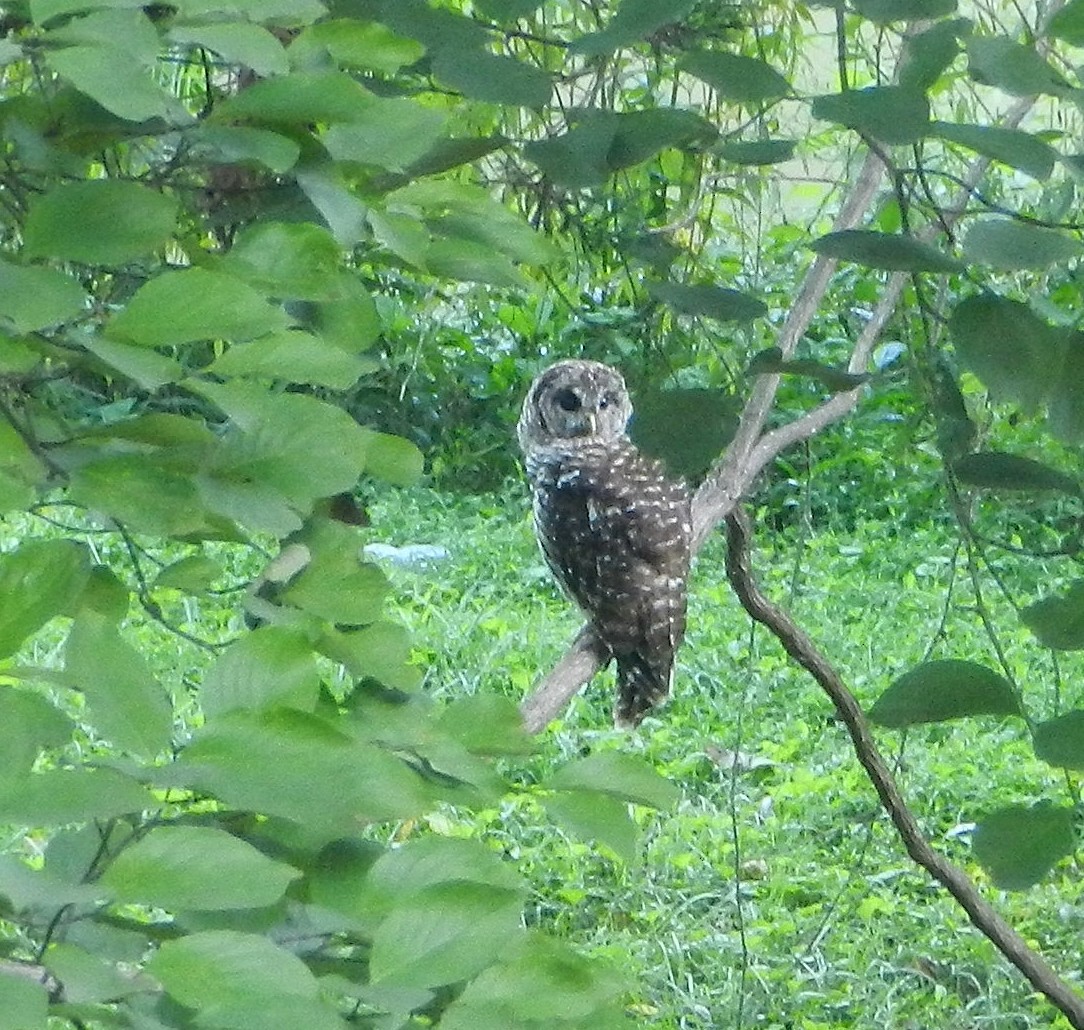 Barred Owl - ML470622241