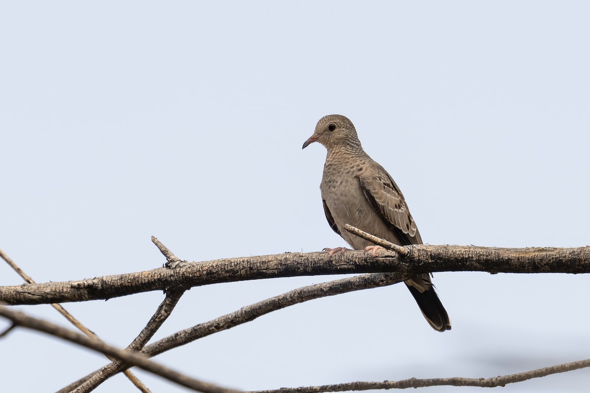 Common Ground Dove - Owlando Fonseca